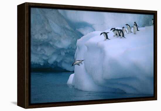 Adelie Penguins Jumping into Water-DLILLC-Framed Premier Image Canvas