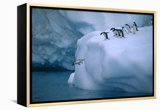 Adelie Penguins Jumping into Water-DLILLC-Framed Premier Image Canvas