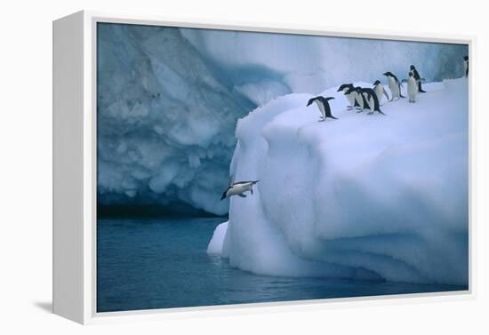 Adelie Penguins Jumping into Water-DLILLC-Framed Premier Image Canvas