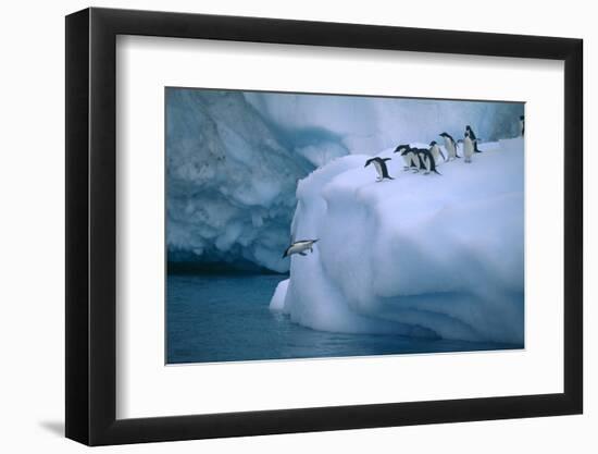 Adelie Penguins Jumping into Water-DLILLC-Framed Photographic Print