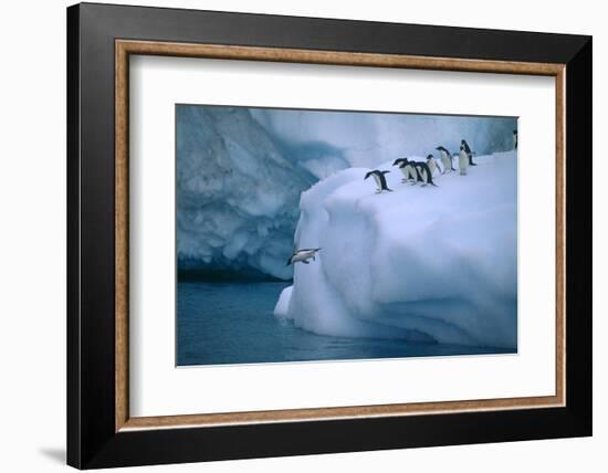 Adelie Penguins Jumping into Water-DLILLC-Framed Photographic Print