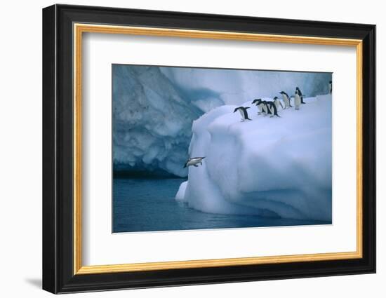 Adelie Penguins Jumping into Water-DLILLC-Framed Photographic Print