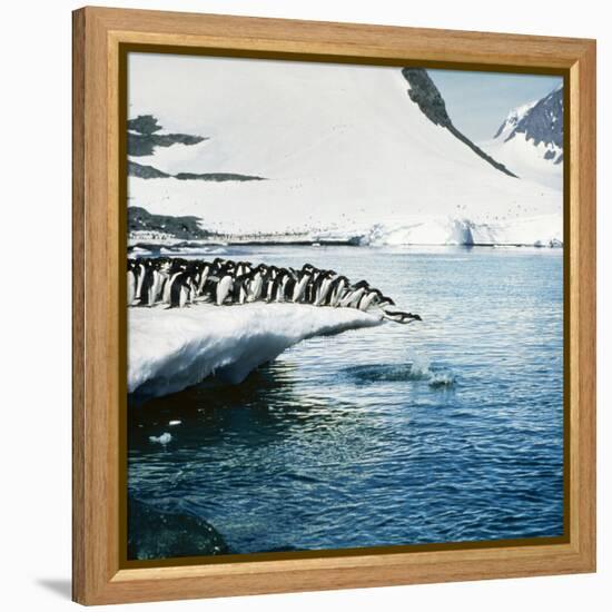 Adelie Penguins Leaping Off Ice-null-Framed Premier Image Canvas