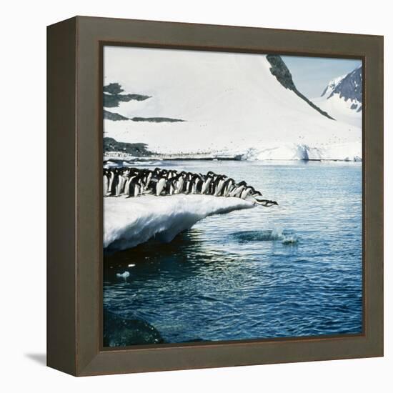 Adelie Penguins Leaping Off Ice-null-Framed Premier Image Canvas