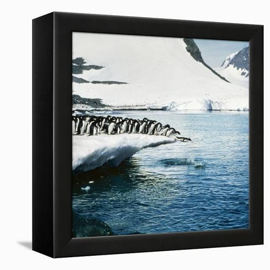 Adelie Penguins Leaping Off Ice-null-Framed Premier Image Canvas
