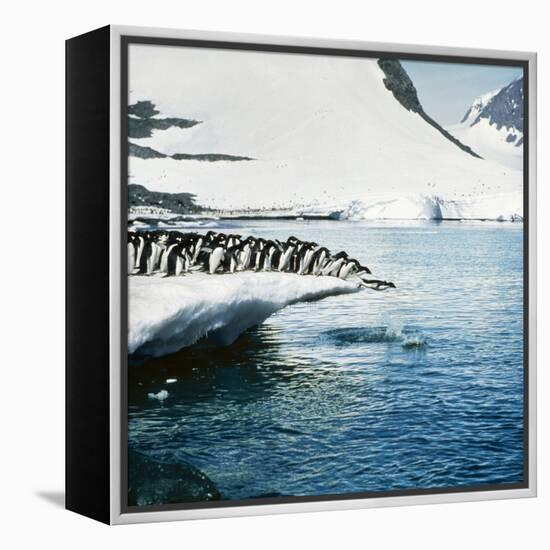 Adelie Penguins Leaping Off Ice-null-Framed Premier Image Canvas