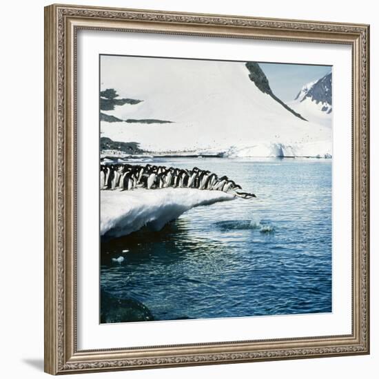 Adelie Penguins Leaping Off Ice-null-Framed Photographic Print