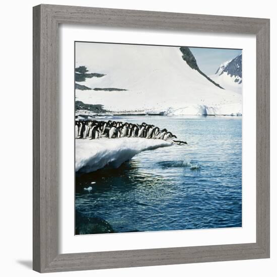 Adelie Penguins Leaping Off Ice-null-Framed Photographic Print