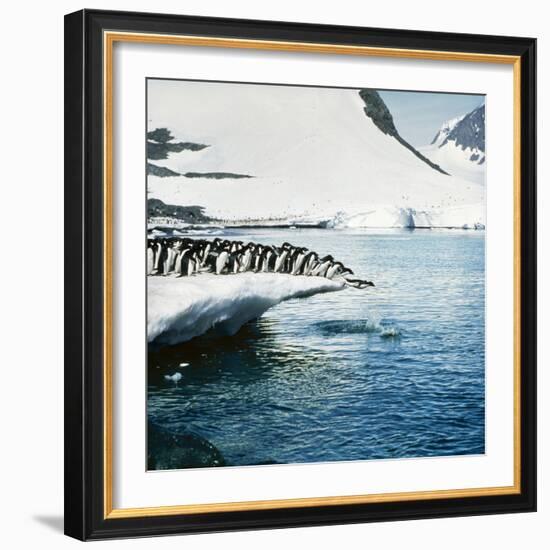 Adelie Penguins Leaping Off Ice-null-Framed Photographic Print