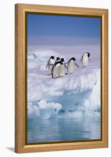 Adelie Penguins on Ice Floe next to Water-DLILLC-Framed Premier Image Canvas