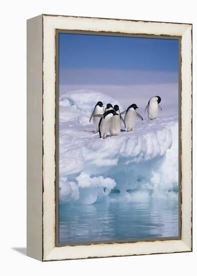 Adelie Penguins on Ice Floe next to Water-DLILLC-Framed Premier Image Canvas