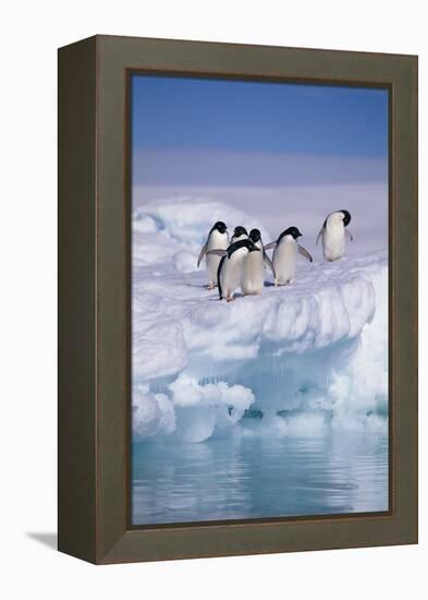 Adelie Penguins on Ice Floe next to Water-DLILLC-Framed Premier Image Canvas