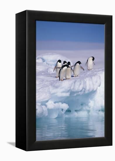 Adelie Penguins on Ice Floe next to Water-DLILLC-Framed Premier Image Canvas