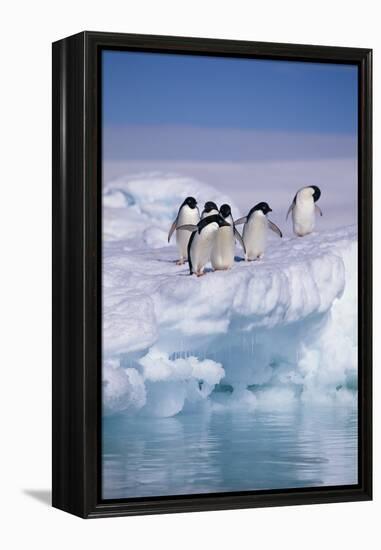 Adelie Penguins on Ice Floe next to Water-DLILLC-Framed Premier Image Canvas