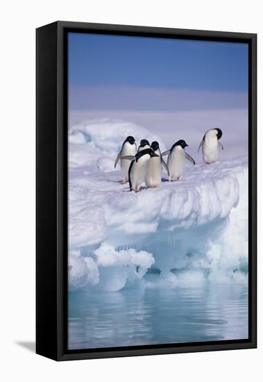 Adelie Penguins on Ice Floe next to Water-DLILLC-Framed Premier Image Canvas