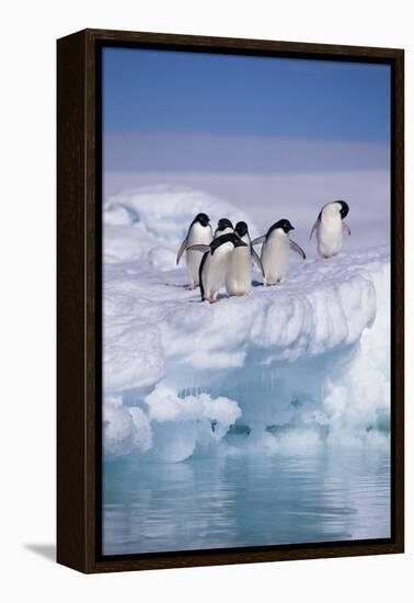 Adelie Penguins on Ice Floe next to Water-DLILLC-Framed Premier Image Canvas