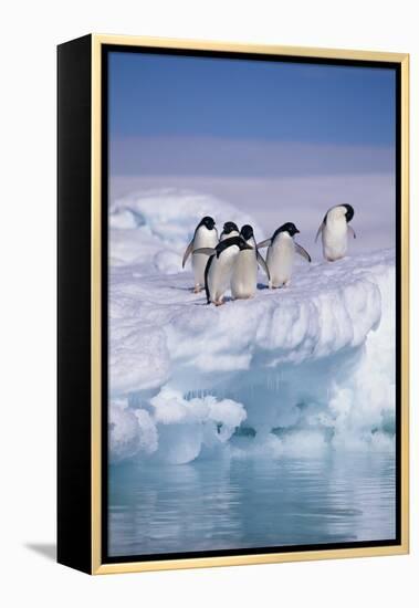 Adelie Penguins on Ice Floe next to Water-DLILLC-Framed Premier Image Canvas