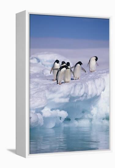 Adelie Penguins on Ice Floe next to Water-DLILLC-Framed Premier Image Canvas