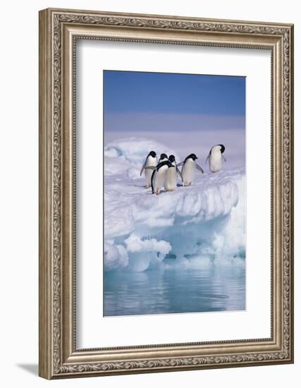 Adelie Penguins on Ice Floe next to Water-DLILLC-Framed Photographic Print