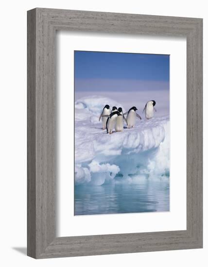 Adelie Penguins on Ice Floe next to Water-DLILLC-Framed Photographic Print