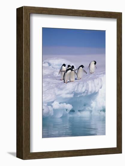 Adelie Penguins on Ice Floe next to Water-DLILLC-Framed Photographic Print