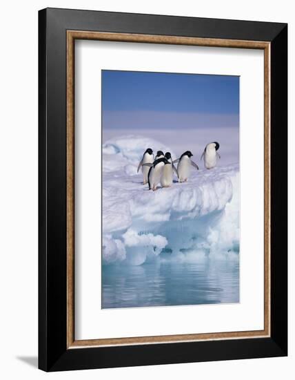 Adelie Penguins on Ice Floe next to Water-DLILLC-Framed Photographic Print