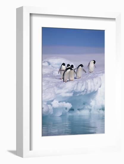 Adelie Penguins on Ice Floe next to Water-DLILLC-Framed Photographic Print