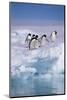 Adelie Penguins on Ice Floe next to Water-DLILLC-Mounted Photographic Print