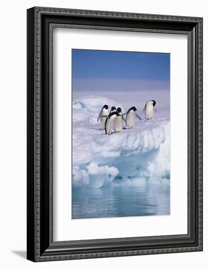 Adelie Penguins on Ice Floe next to Water-DLILLC-Framed Photographic Print