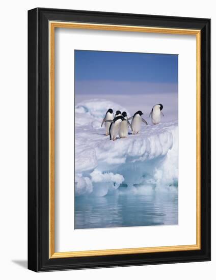 Adelie Penguins on Ice Floe next to Water-DLILLC-Framed Photographic Print