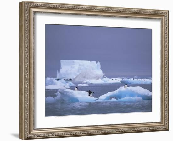 Adelie Penguins on Iceberg, Paulet Island, Antarctica, Polar Regions-David Tipling-Framed Photographic Print