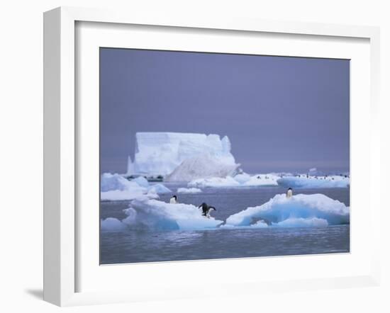 Adelie Penguins on Iceberg, Paulet Island, Antarctica, Polar Regions-David Tipling-Framed Photographic Print