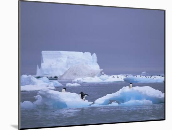 Adelie Penguins on Iceberg, Paulet Island, Antarctica, Polar Regions-David Tipling-Mounted Photographic Print