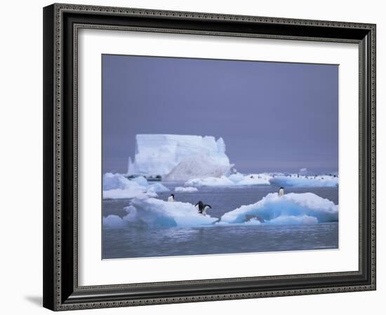 Adelie Penguins on Iceberg, Paulet Island, Antarctica, Polar Regions-David Tipling-Framed Photographic Print