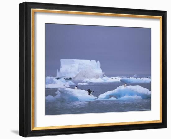 Adelie Penguins on Iceberg, Paulet Island, Antarctica, Polar Regions-David Tipling-Framed Photographic Print