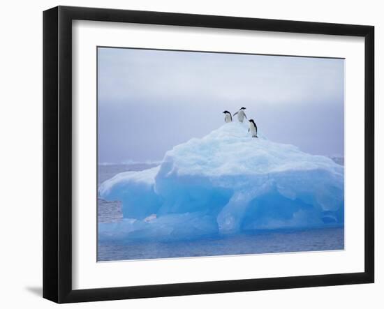 Adelie Penguins on Iceberg, Paulet Island, Antarctica, Polar Regions-David Tipling-Framed Photographic Print