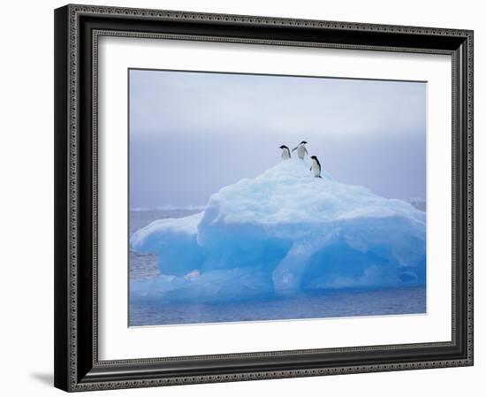 Adelie Penguins on Iceberg, Paulet Island, Antarctica, Polar Regions-David Tipling-Framed Photographic Print