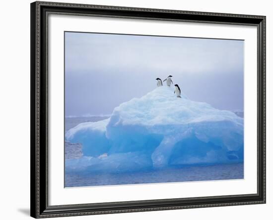 Adelie Penguins on Iceberg, Paulet Island, Antarctica, Polar Regions-David Tipling-Framed Photographic Print