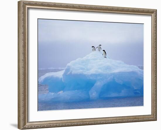 Adelie Penguins on Iceberg, Paulet Island, Antarctica, Polar Regions-David Tipling-Framed Photographic Print