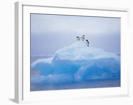 Adelie Penguins on Iceberg, Paulet Island, Antarctica, Polar Regions-David Tipling-Framed Photographic Print