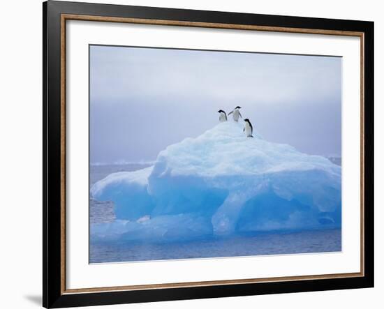 Adelie Penguins on Iceberg, Paulet Island, Antarctica, Polar Regions-David Tipling-Framed Photographic Print