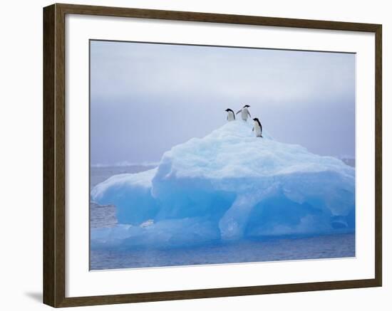 Adelie Penguins on Iceberg, Paulet Island, Antarctica, Polar Regions-David Tipling-Framed Photographic Print