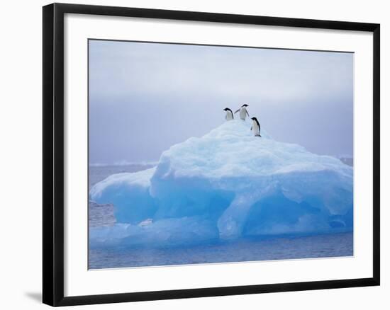 Adelie Penguins on Iceberg, Paulet Island, Antarctica, Polar Regions-David Tipling-Framed Photographic Print