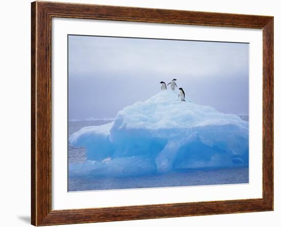 Adelie Penguins on Iceberg, Paulet Island, Antarctica, Polar Regions-David Tipling-Framed Photographic Print