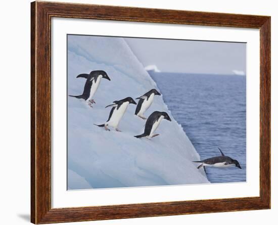 Adelie Penguins, Paulet Island, Antartica, Antarctic-Hugh Rose-Framed Photographic Print