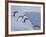 Adelie Penguins, Paulet Island, Antartica, Antarctic-Hugh Rose-Framed Photographic Print