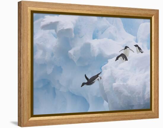 Adelie Penguins, Paulet Island, Antartica, Antarctic-Hugh Rose-Framed Premier Image Canvas