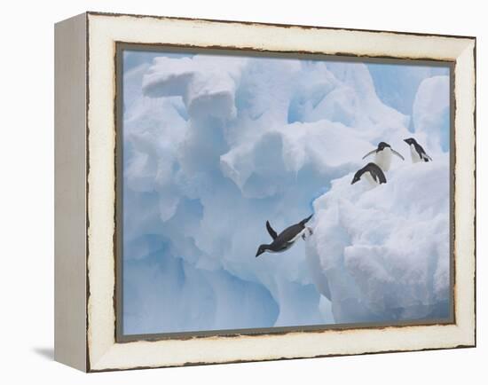 Adelie Penguins, Paulet Island, Antartica, Antarctic-Hugh Rose-Framed Premier Image Canvas