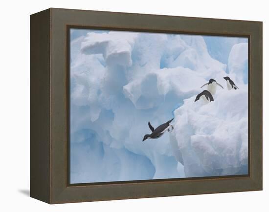 Adelie Penguins, Paulet Island, Antartica, Antarctic-Hugh Rose-Framed Premier Image Canvas