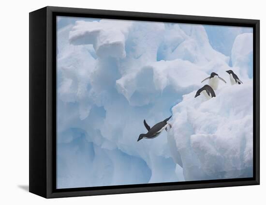 Adelie Penguins, Paulet Island, Antartica, Antarctic-Hugh Rose-Framed Premier Image Canvas